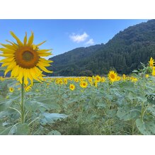 おおいた県　西部の旅